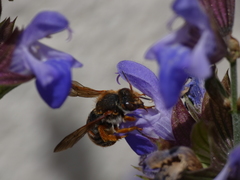 Rhodanthidium sticticum