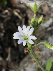 Cerastium velutinum