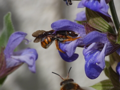 Rhodanthidium sticticum