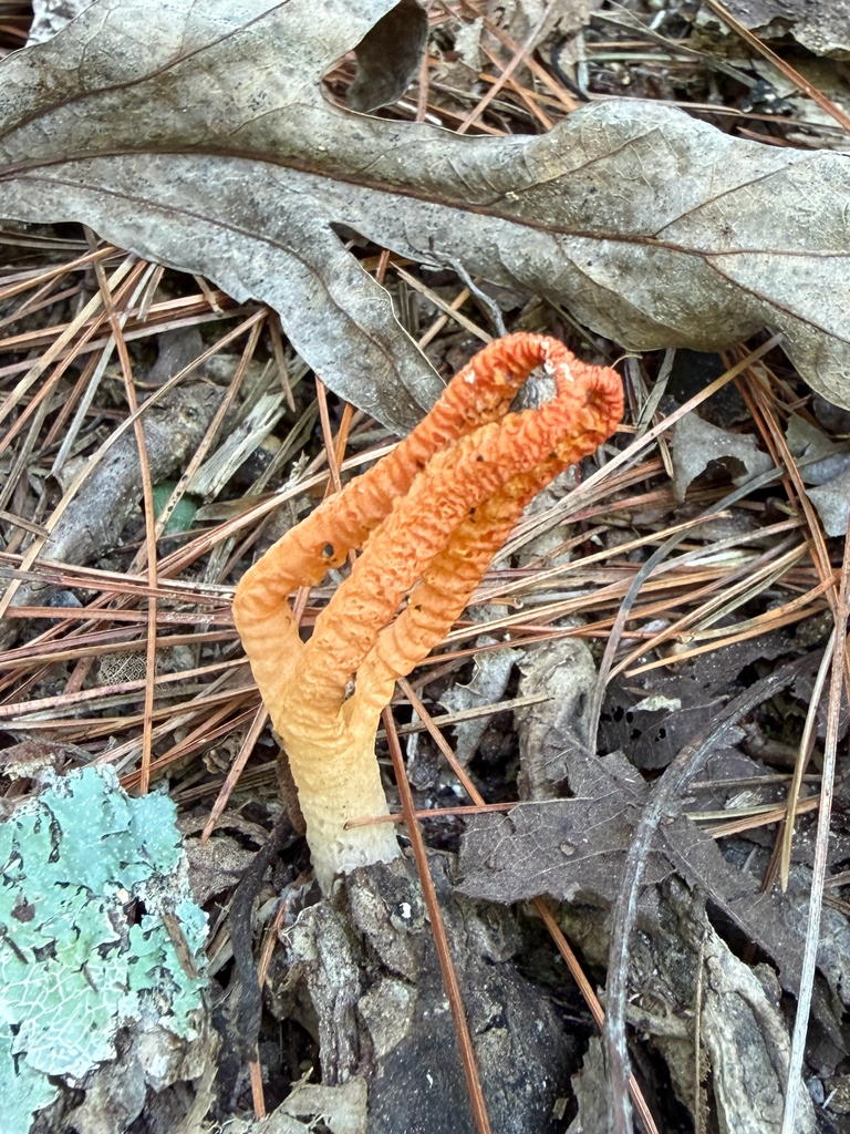stinky squid · August 2026 · photo: Photo: (c) Jake McCumber, some rights reserved (CC BY) · iNaturalist
