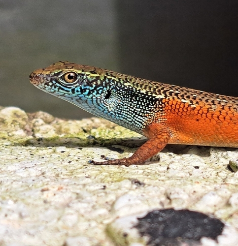 Carlia caesius