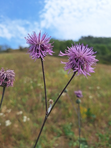 Greater Knapweed