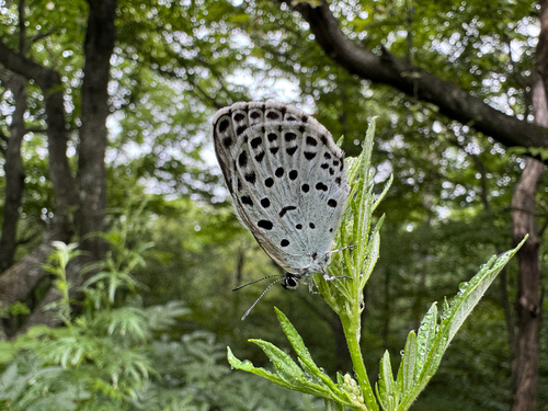 Greater large blue