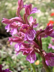 Anacamptis × feinbruniae