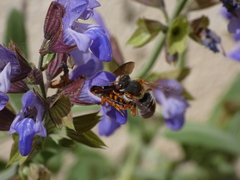 Rhodanthidium sticticum