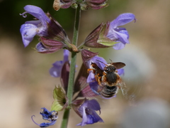 Rhodanthidium sticticum