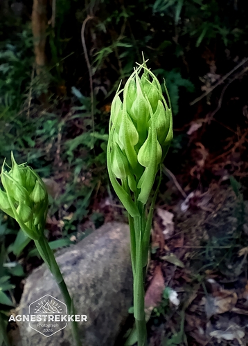Habenaria dentata, photograph 4