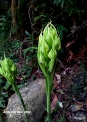 Habenaria dentata, photograph author not stated, no rights reserved
