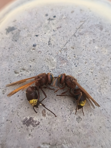 Oriental Hornet