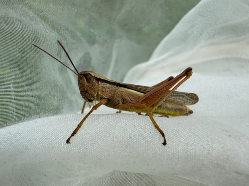 Leek Grasshopper