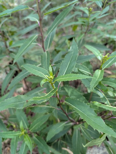 Almond-Leaved Senecio