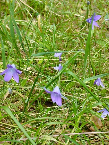 Spreading Bellflower