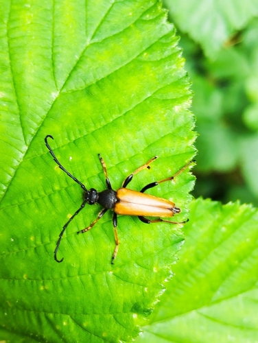 Red Pine Longhorn Beetle