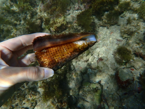 Conus leopardus observed 2026-07-14