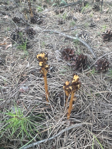 pinesap