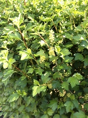 Ribes alpinum