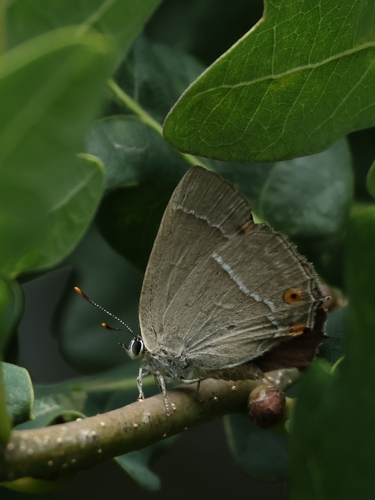 Purple hairstreak