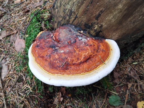 Red-banded Polypore