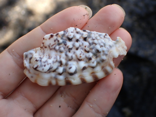 Strombus lentiginosus observed 2026-07-14
