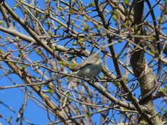 Vireo gilvus