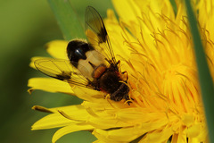 Leucozona lucorum