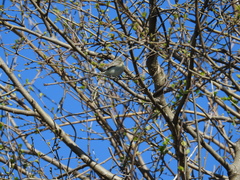 Vireo gilvus