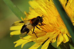 Leucozona lucorum