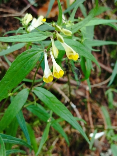 Common Cow-wheat