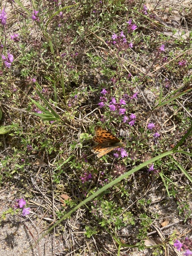 Queen of Spain Fritillary