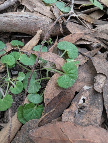 ivy-leaf violet