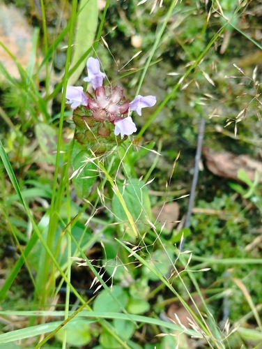 common selfheal