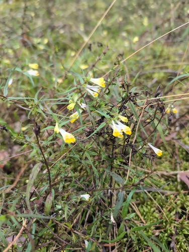 Common Cow-wheat