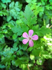 Geranium robertianum