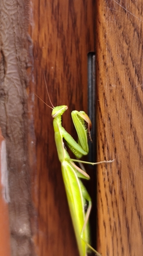 European Mantis