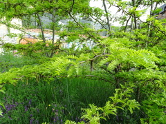 Gleditsia triacanthos