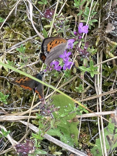 Small Copper