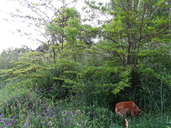 Gleditsia triacanthos
