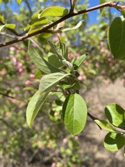 Malus halliana