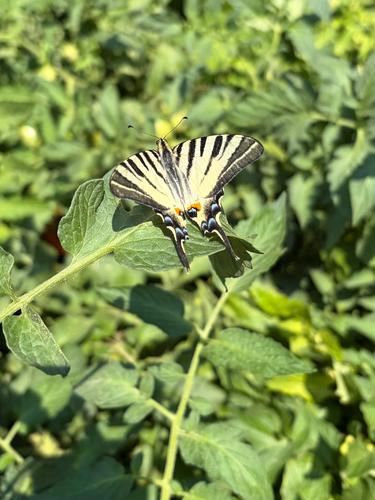 Scarce Swallowtail