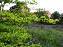 Gleditsia triacanthos