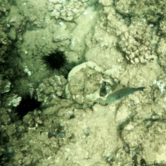 Acanthuridae