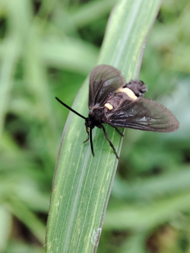 Psichotoe duvaucelii