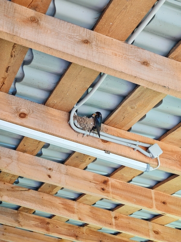 Barn Swallow