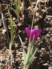 Clarkia gracilis