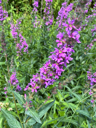 purple loosestrife