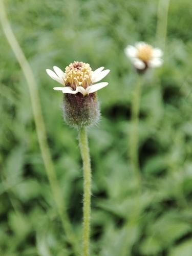 Tridax Daisy
