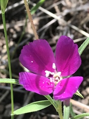 Clarkia gracilis