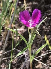 Clarkia gracilis