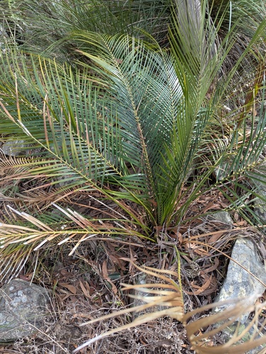 Macrozamia mountperriensis