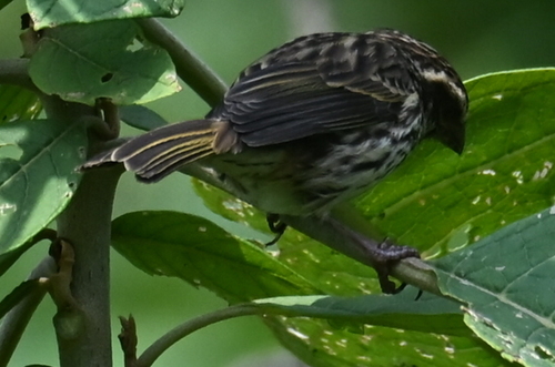 Streaky Seedeater